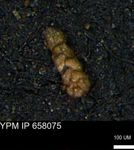 Ammobaculoides phaulus