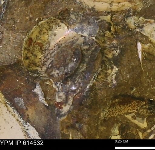 undet. Ammonoidea