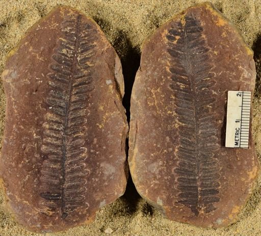 Pecopteris unitus