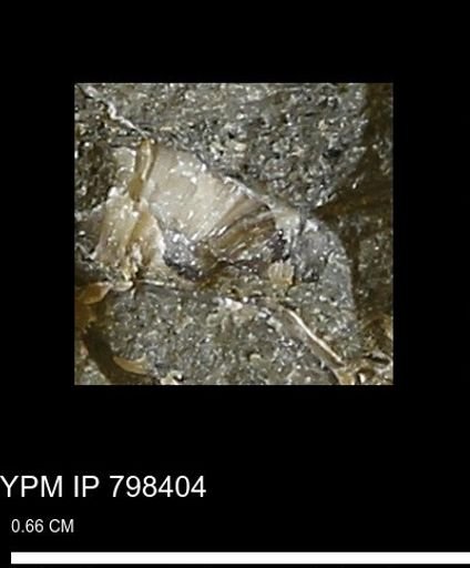 Mollusca