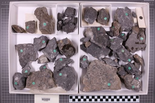 mixed taxa, stratigraphic collection
