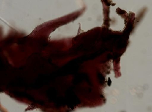 Aplysilla sp.