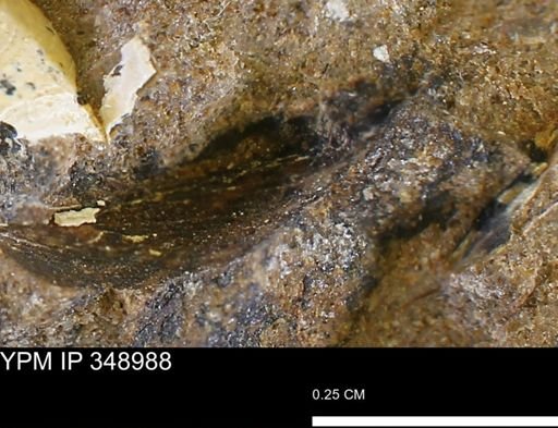 undet. Bivalvia