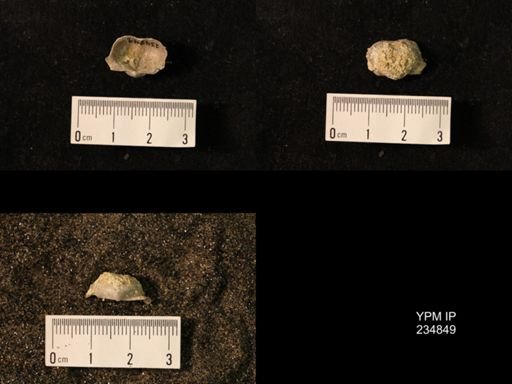 Marginifera wabashensis var. armata