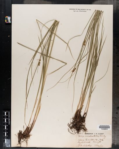 Carex