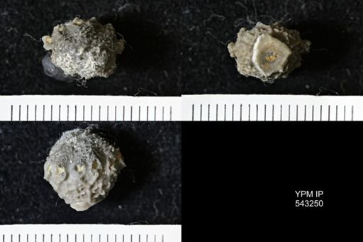 Gennaeocrinus variabilis
