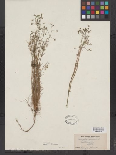 Spergula arvensis