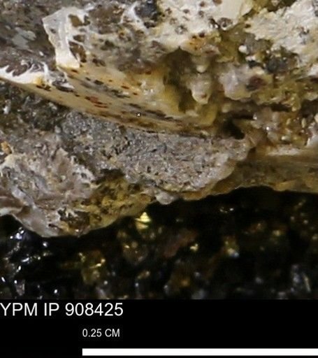 undet. Mollusca