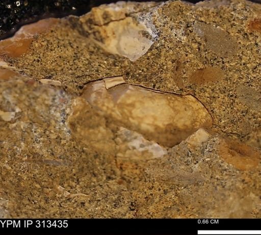 Corbicula sp.