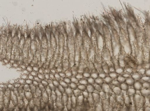 Sycon ciliatum