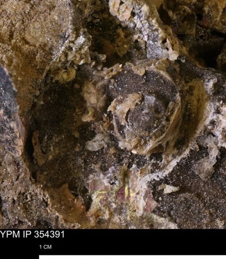 undet. Scaphitidae