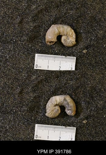 Scaphites whitfieldi