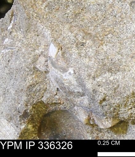 undet. Mollusca