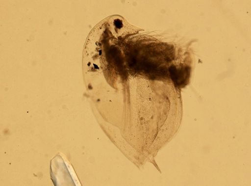 Daphnia