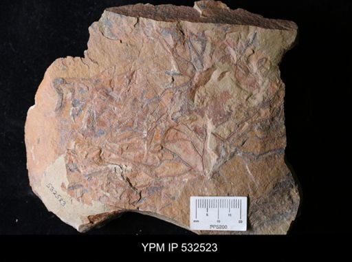 undet. Graptolithina