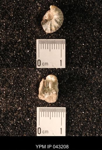 Hoploscaphites nicolletii