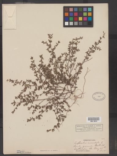 Euphorbia maculata
