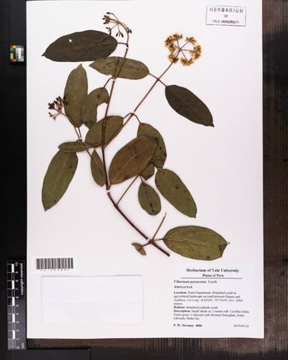 Viburnum ayavacense