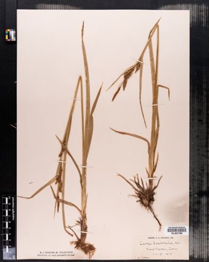 Carex scabrata