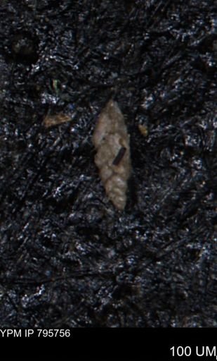 Verneuilina canadensis