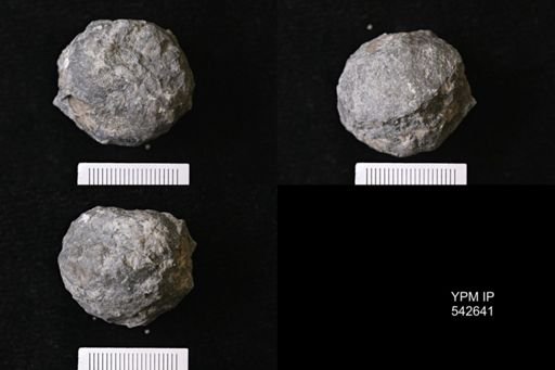 Megistocrinus sp.