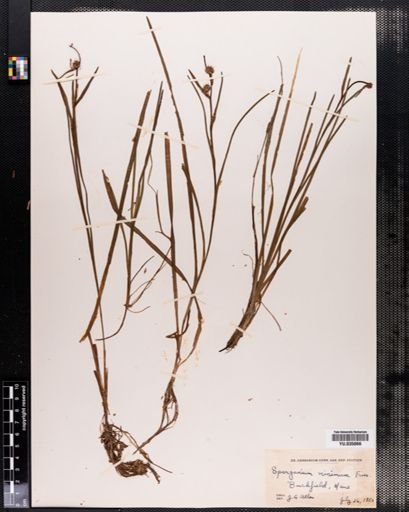 Sparganium minimum