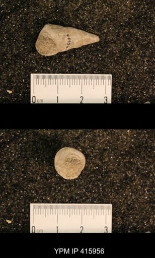 Meekospira sp.