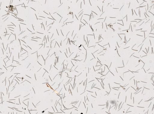 Haliclona sp.