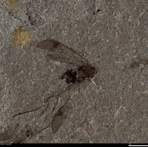 undet. Hemiptera