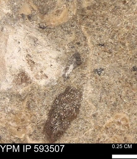 taxon undetermined