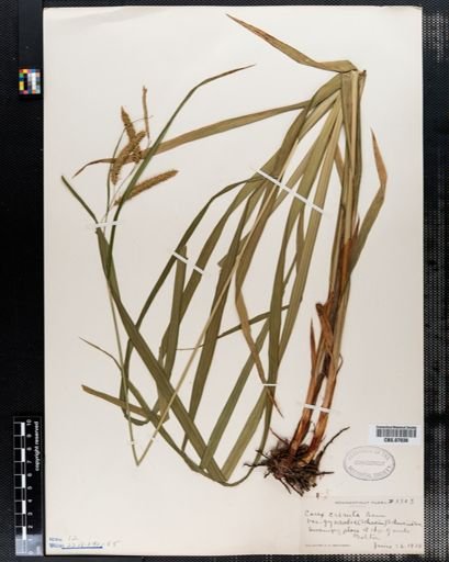 Carex crinita