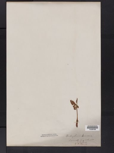 Botrychium lunaria