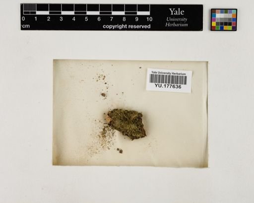 Plantae
