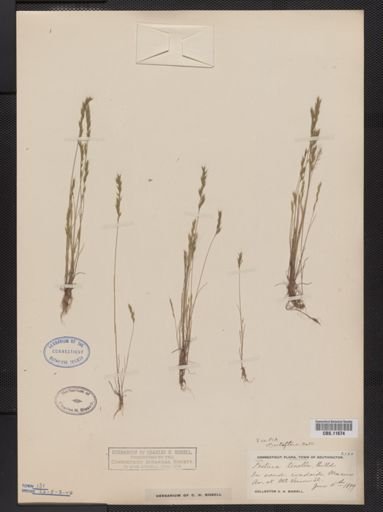 Vulpia octoflora