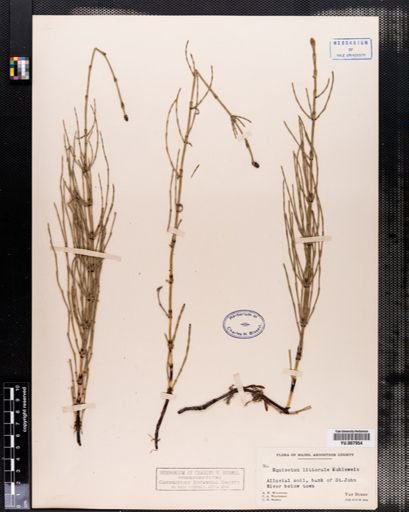 Equisetum