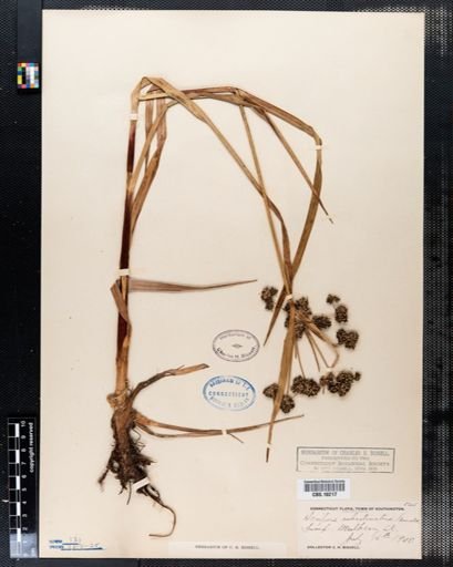Scirpus rubrotinctus