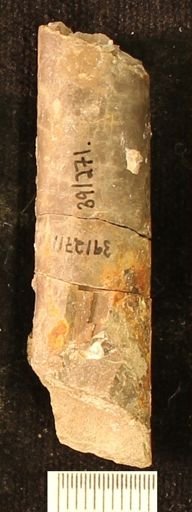 Baculites