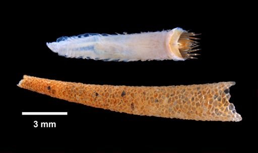 Cistenides granulata