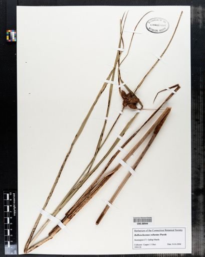 Bolboschoenus robustus