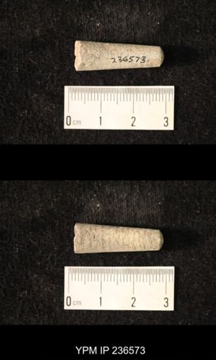 Pseudorthoceras knoxense