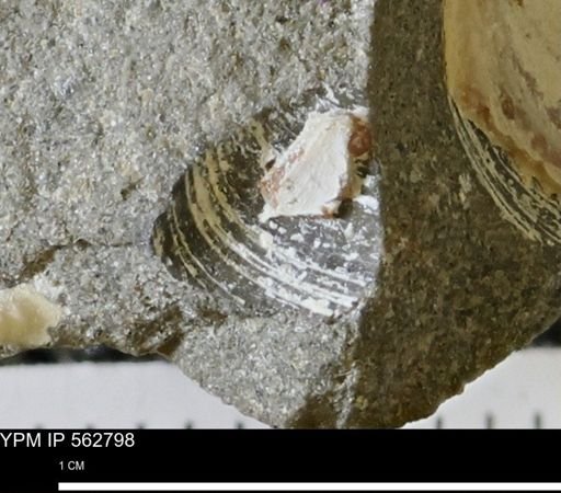 Limopsis sp.