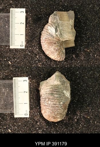 Scaphitidae