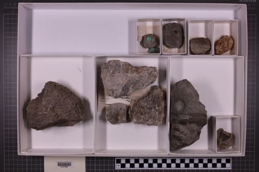 mixed taxa, stratigraphic collection