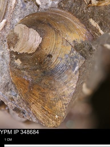 Limopsis striatopunctatus