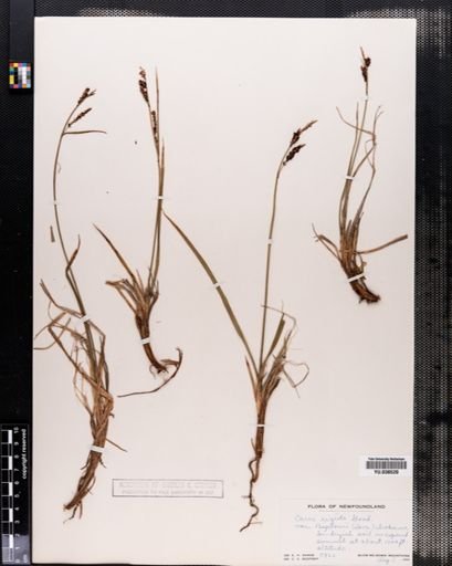 Carex bigelowii