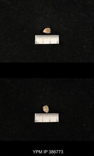 Streptorhynchus pyramidale?