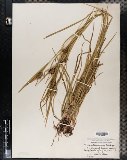 Carex intumescens