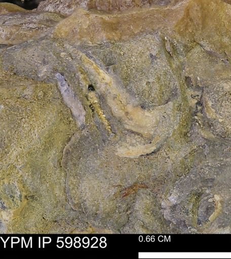 undet. Mollusca