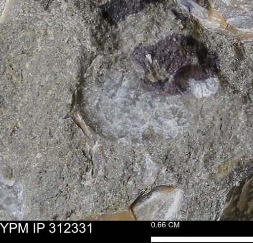 undet. Bivalvia