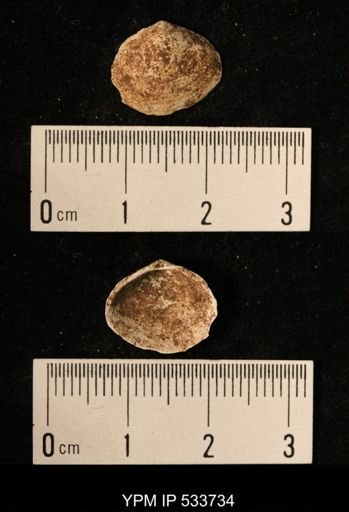 Macoma sp.
